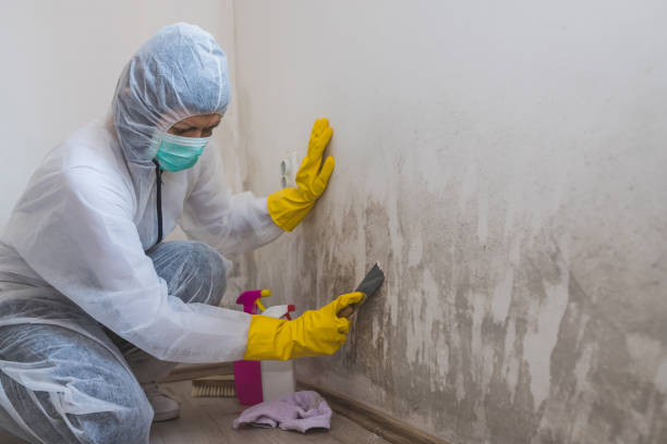 Environmental Consulting for Mold Prevention in Decatur, AL