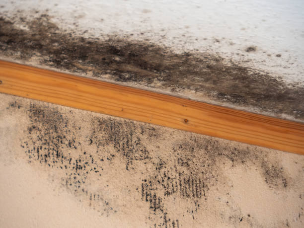 Best Mold-Related Health Consultation  in Decatur, AL