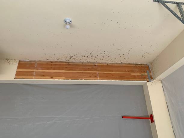 Best Biohazard Mold Removal  in Decatur, AL