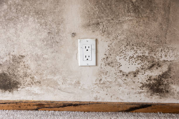 Best Environmental Consulting for Mold Prevention  in Decatur, AL