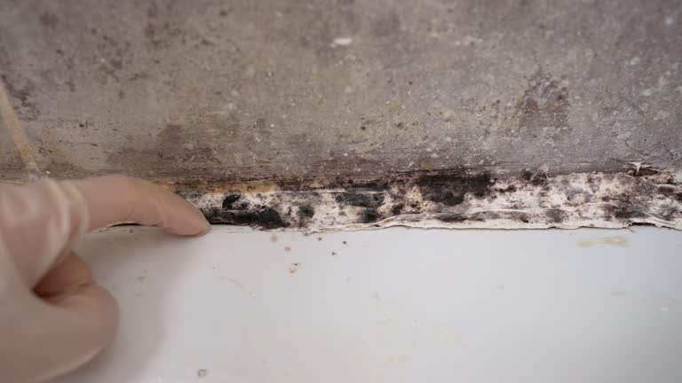 Best Comprehensive Air Testing for Mold Contaminants  in Decatur, AL